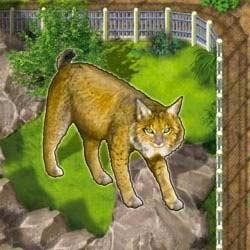 Zooloretto: Iberischer Luchs