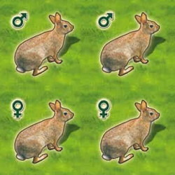 Zooloretto: Kaninchen Zooloretto: Kaninchen